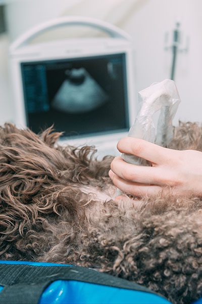 poodle on ultrasound table with probe