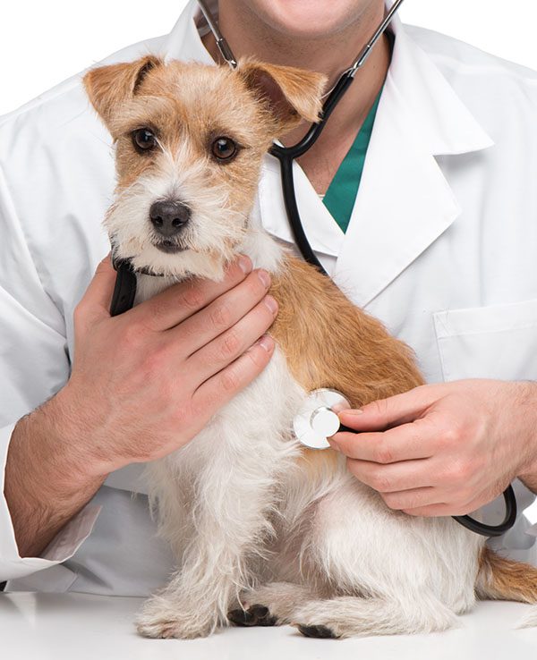 Close-up of veterinarian examining little terrier