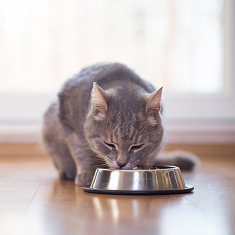 Cat Eating Food with Bowl
