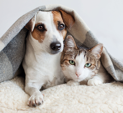 Dog and Cat Under Blanket copy