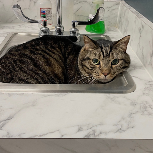 Cat in sink RESIZED