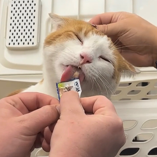 Cat with treat RESIZED