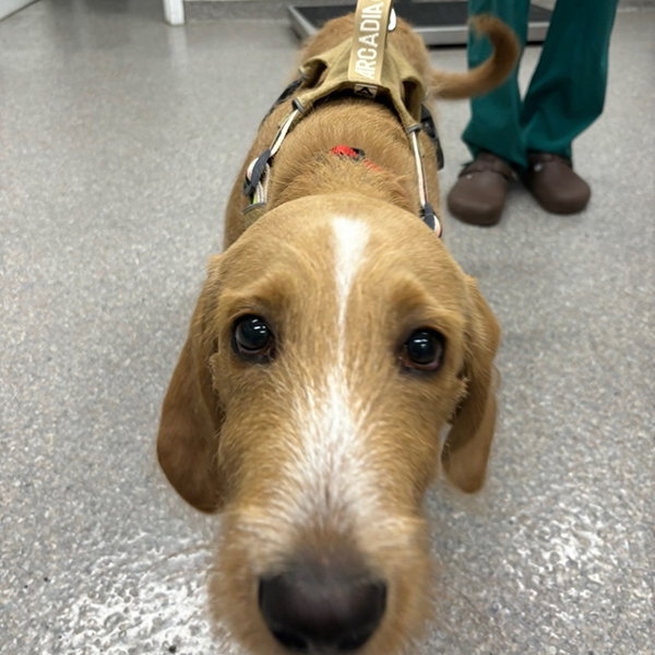 Dog RESIZED