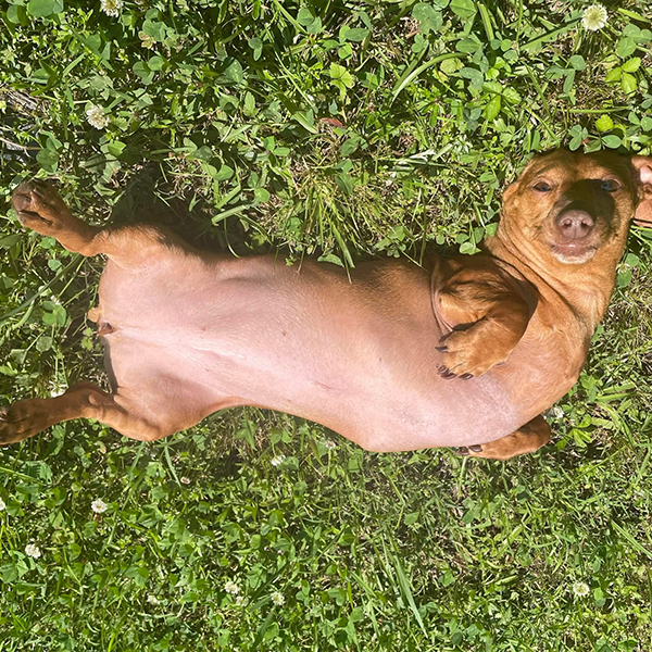 Dog in grass RESIZED