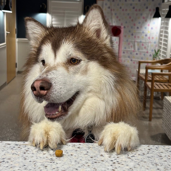 Husky with treat RESIZED