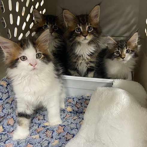 Kittens RESIZED