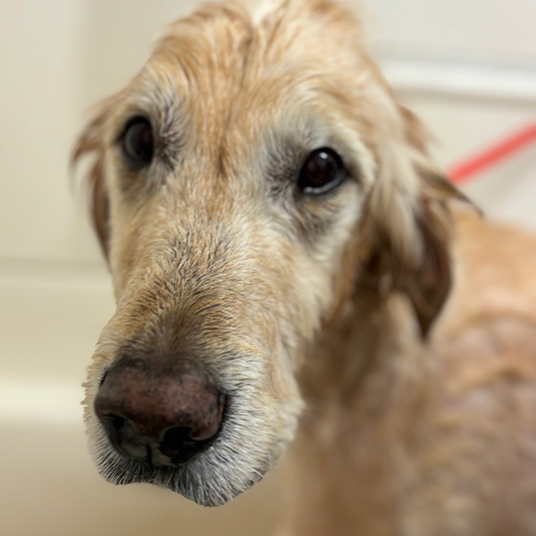 Old Dog RESIZED