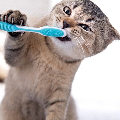 dental care for pets