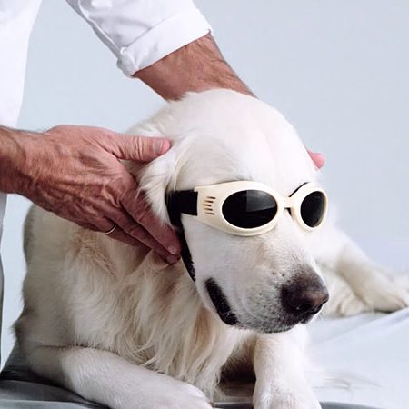 Pet Laser Therapy at Walton Gwinnett