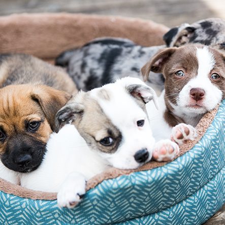 puppies in dog bed.
